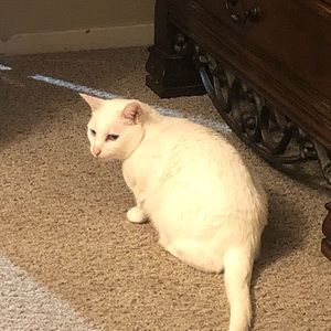 Meet your Posher, Allison